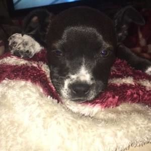 Meet your Posher, Abraham